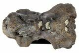 Rare, Achelousaurus Syncervical Vertebra - Montana #78125-5